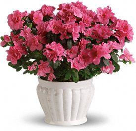 Flowering Plants Delivery: Send Blooming Plants